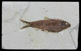 Knightia Fossil Fish - Wyoming #60468-1